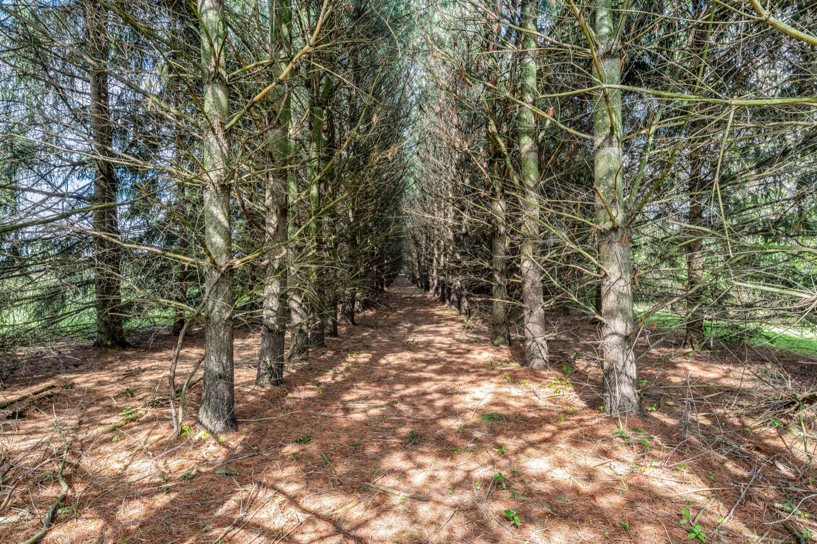 Tree-lined allée on estate