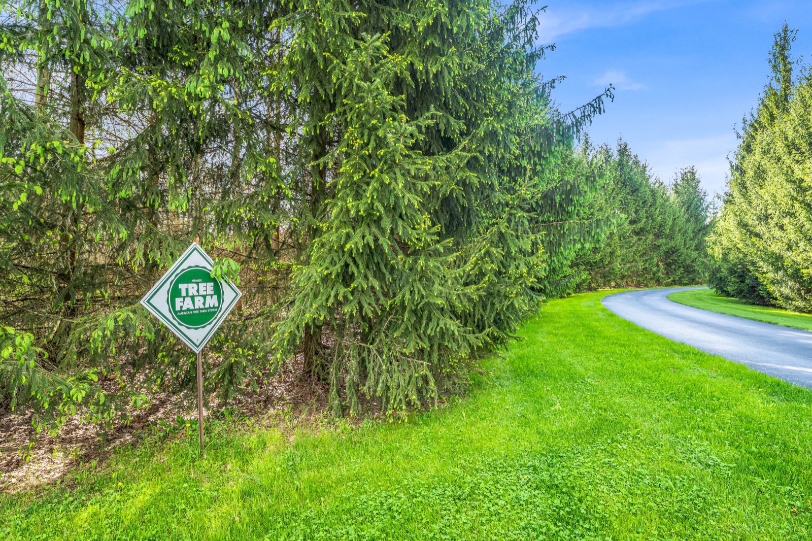 Tree farm entrance